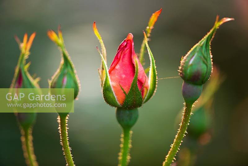 Buds of Rosa 'Chanel'