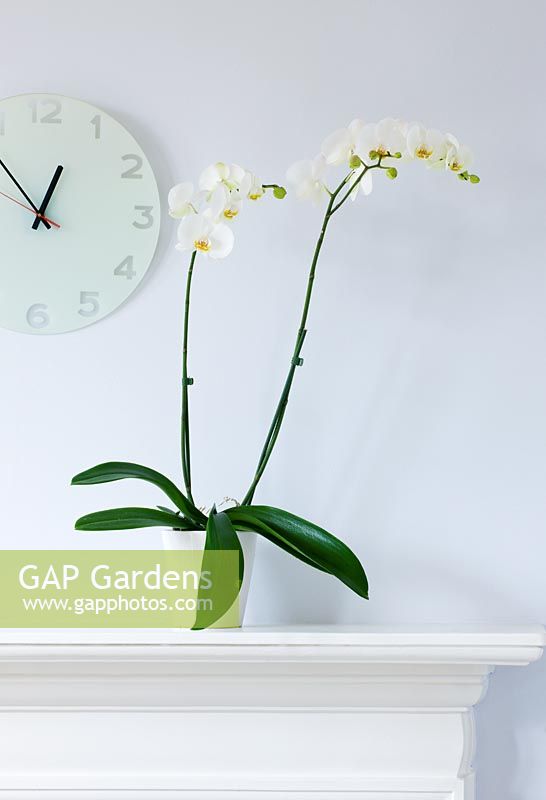 Houseplant - white Phalaenopsis orchid in white container on mantelpiece 