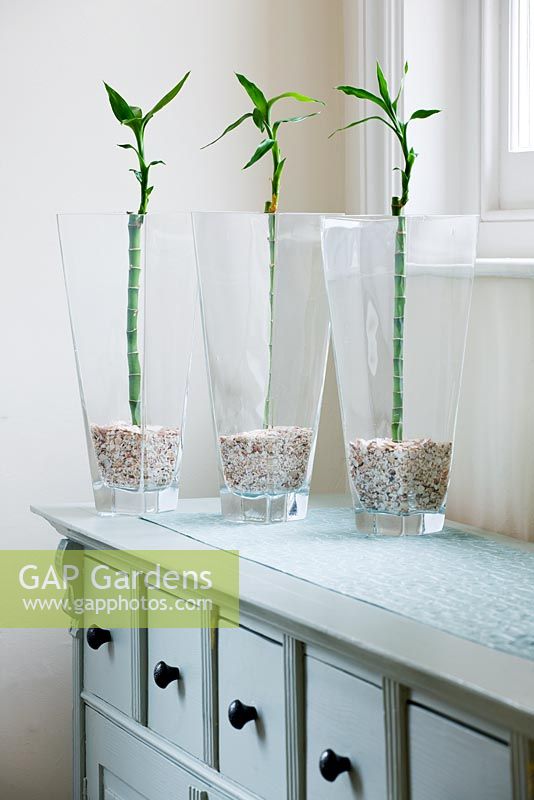 Glass containers on sideboard planted with Dracaena Sanderiana - Lucky bamboo.  Planted hydroponically, grown without water 