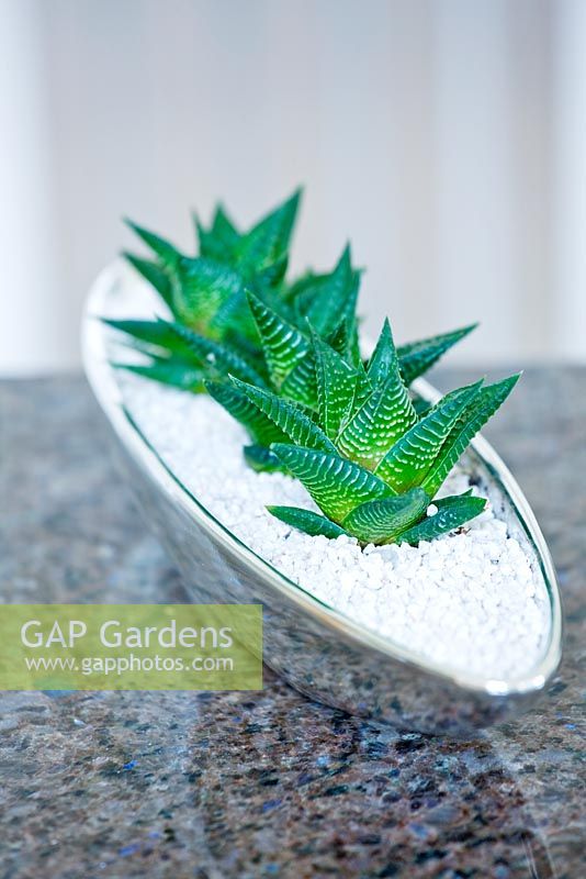 Silver container on kitchen worktop planted with Haworthia from South Africa 