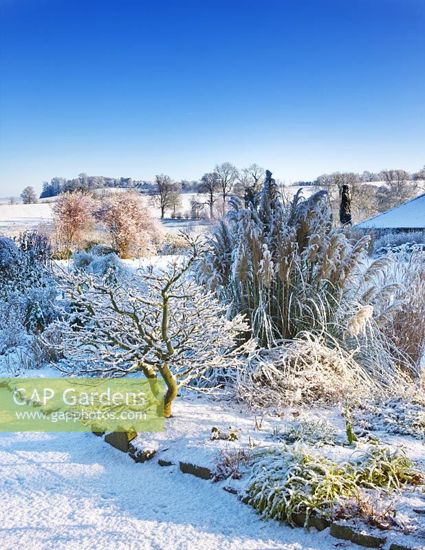 Border with Acer in country garden covered in snow with views to the countryside beyond and clear blue sky 