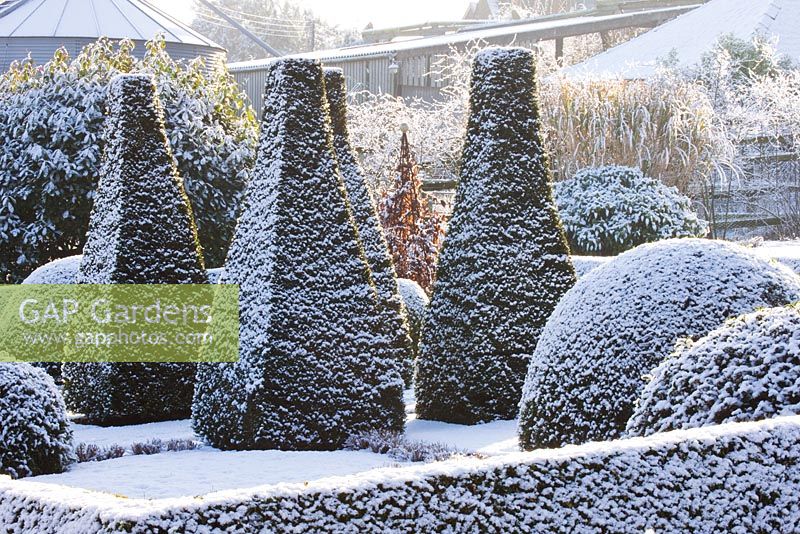 Parterre with clipped box and yew topiary, winter 