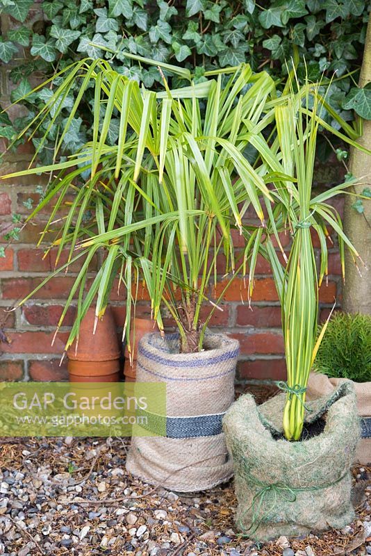 Winter protection. Pots wrapped with hanging basket lining, and hessian for insulation. Cordyline 'Australis'