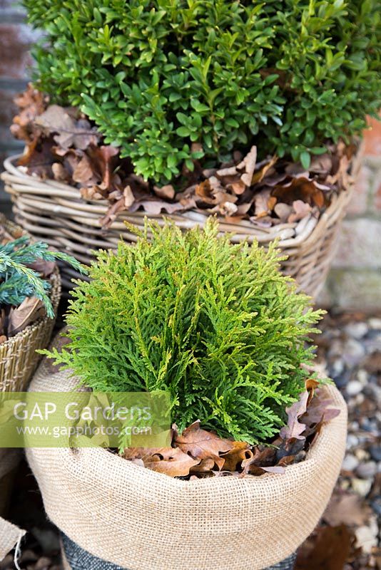 Winter protection. Plant pots wrapped with warm insulative material, filled with autumnal leaves to help insulate and keep warmth inside. Thuja occidentalis 'Danica' and Buxus