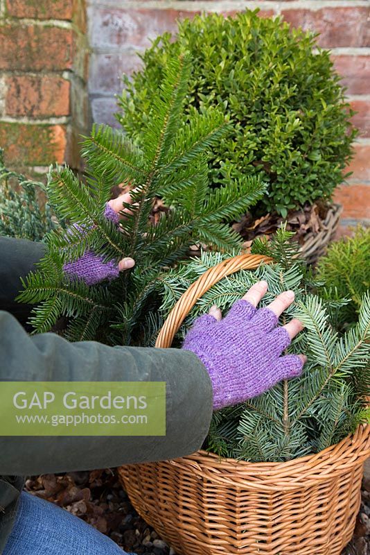Winter protection. Tender plants placed in wicker basket, insulated with autumnal leaves, protected from the wind with christmas tree branches
