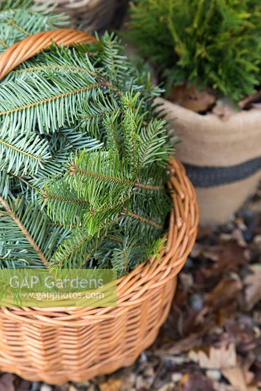 Winter protection. Tender plants placed in wicker basket, insulated with autumnal leaves, protected from the wind with christmas tree branches
