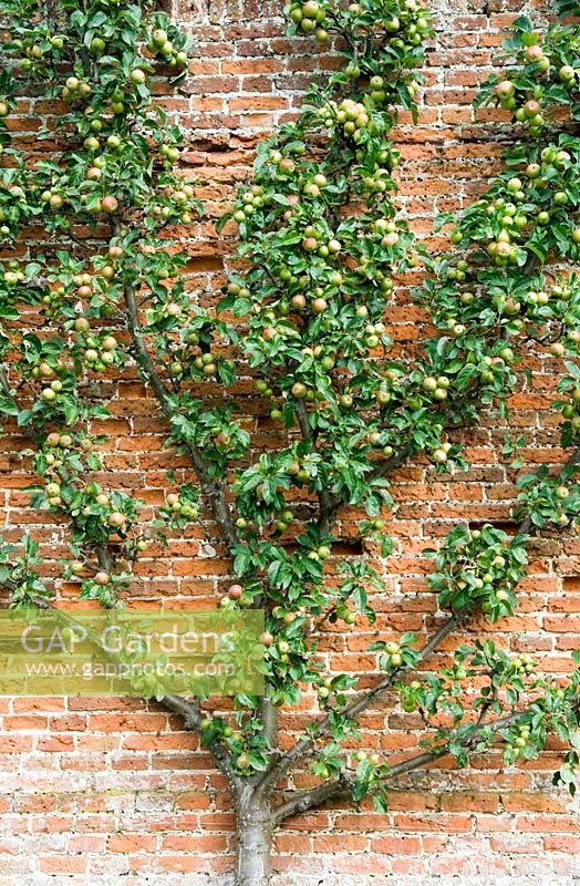 Malus - Apple 'Golden Reinette' trained in espalier style on old brick wall