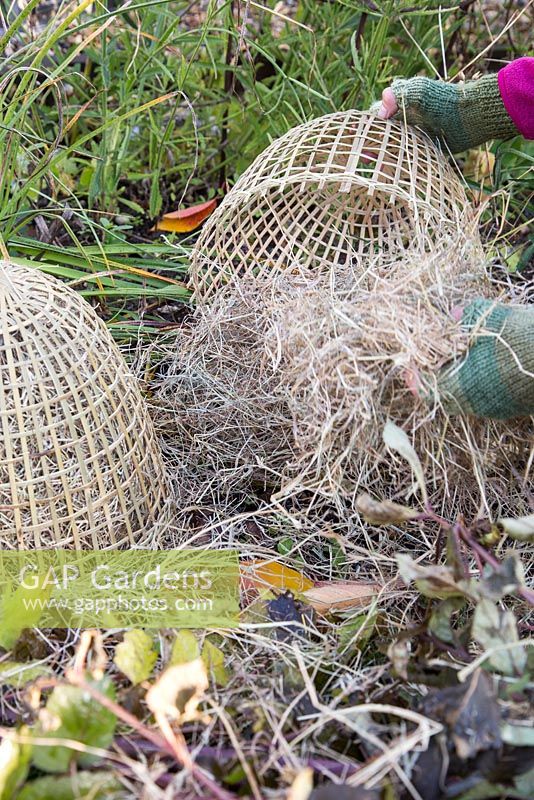 Winter protection. Cutting back Dahlia 'David Howard', covering with hand woven cloche and insulated with straw
