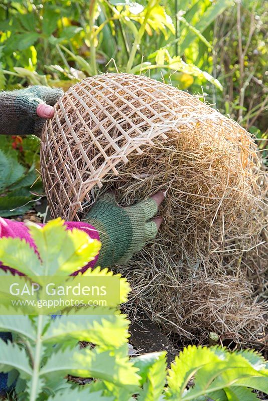 Winter protection. Cutting back Melianthus major, covering with hand woven cloche and insulated with straw