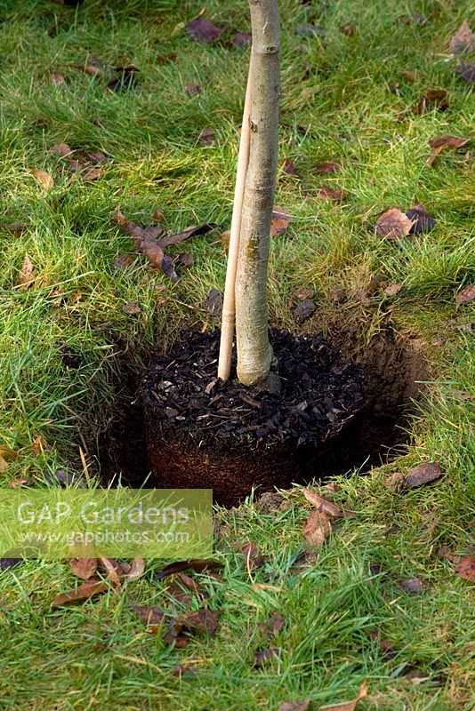 Planting a bareroot fruit tree - tree in hole after taken out of plastic container
