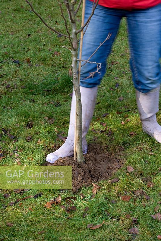 Planting a bareroot fruit tree - soil being firmed around the root ball to ensure there are no airpockets