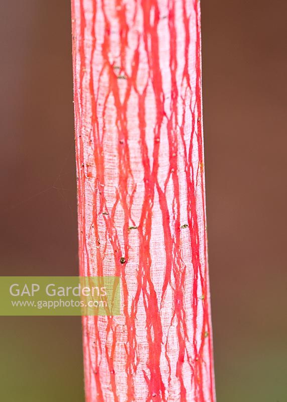 Pink and white bark of the maple - Acer conspicuum 'Phoenix'
