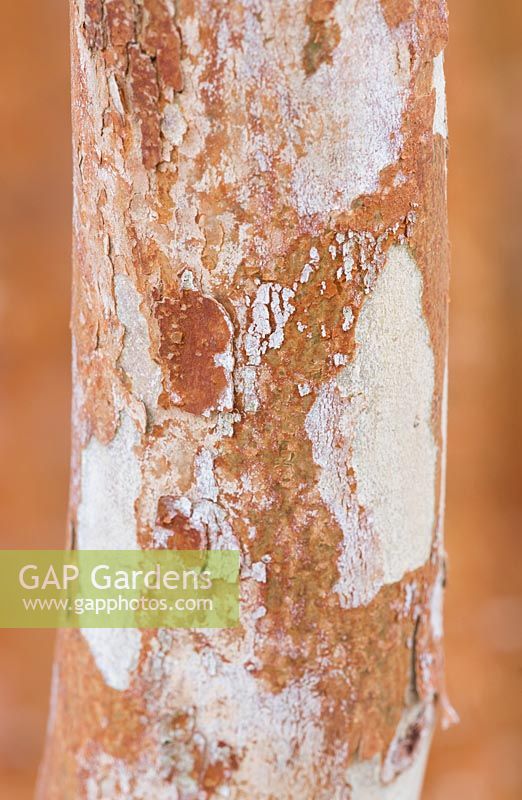 Luma Apiculata - Chilean Myrtle - close up of bark 
