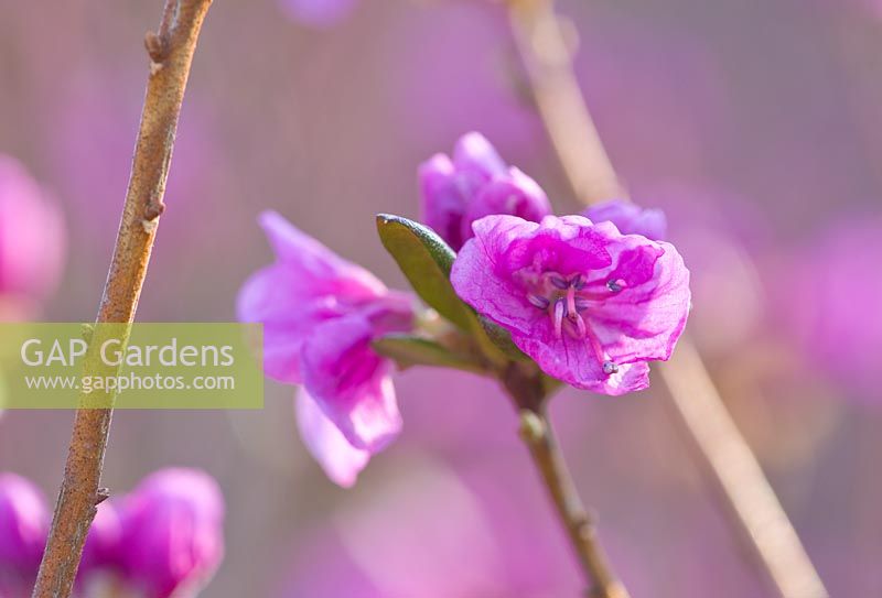 Rhododendron dauricum 'Midwinter' AGM 