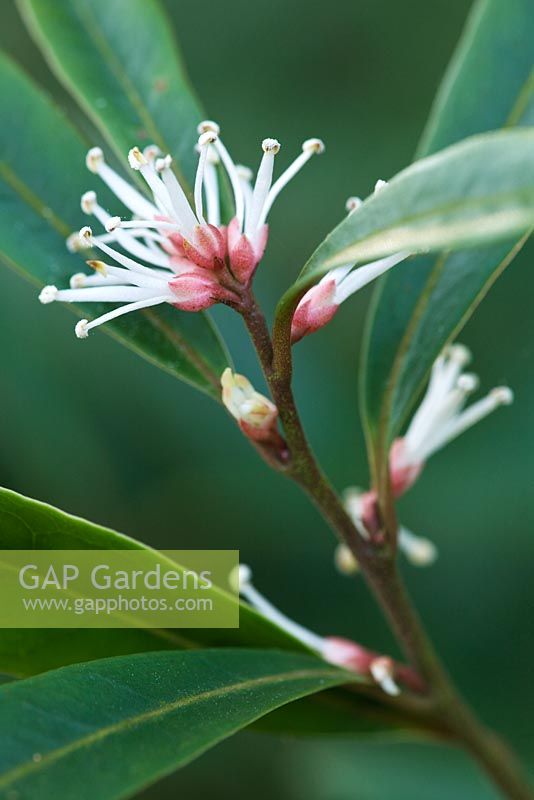 Sarcococca hookeriana var digyna AGM - sweet box