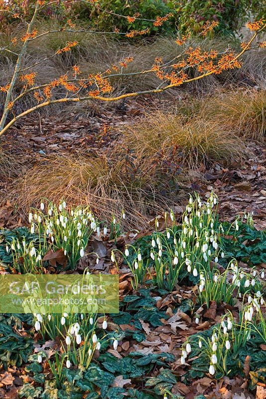 Mixed winter planting with Hamamelis Aphrodite, Carex Flagllefera and snowdrops, January, winter. 