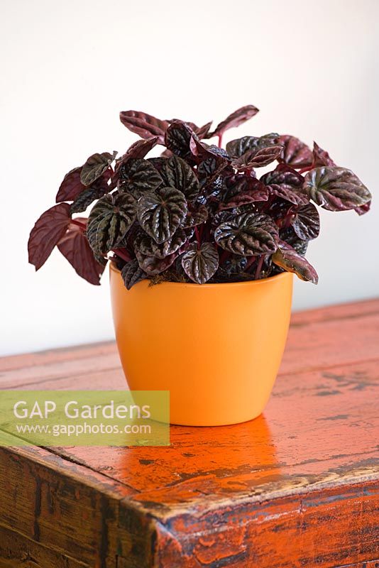 Dark leaves of a Peperomia in an orange container