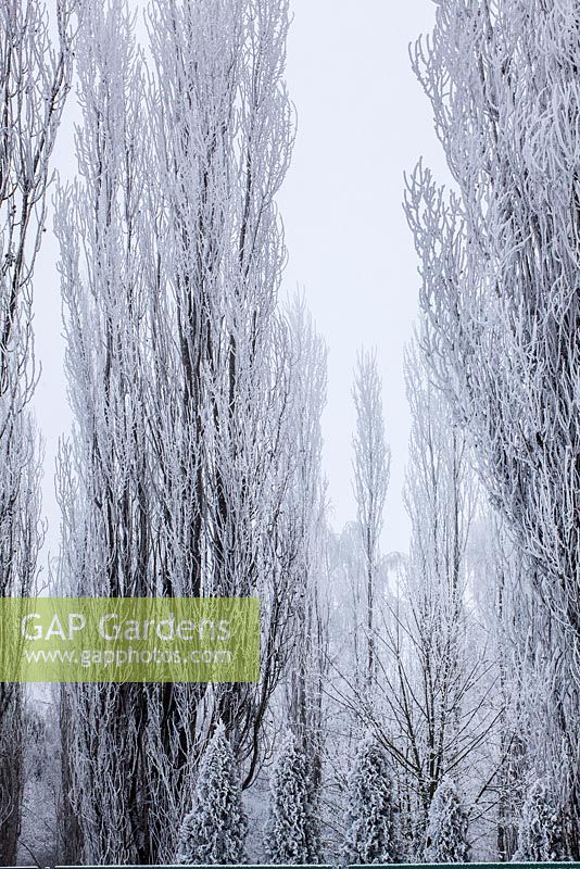 Populus covered by hoarfrost