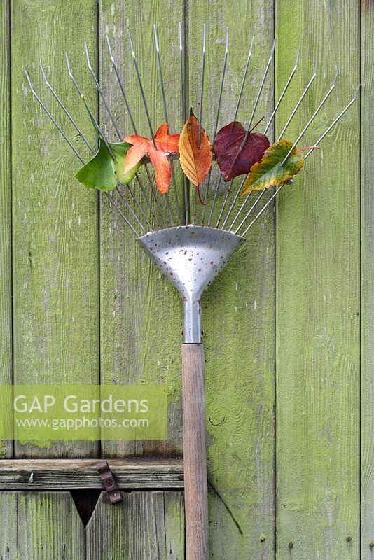 Autumn leaves on the tines of a rake, leaning against a wooden shed