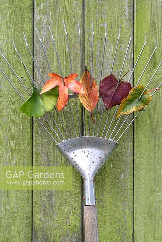 Autumn leaves on the tines of a rake, leaning against a wooden shed