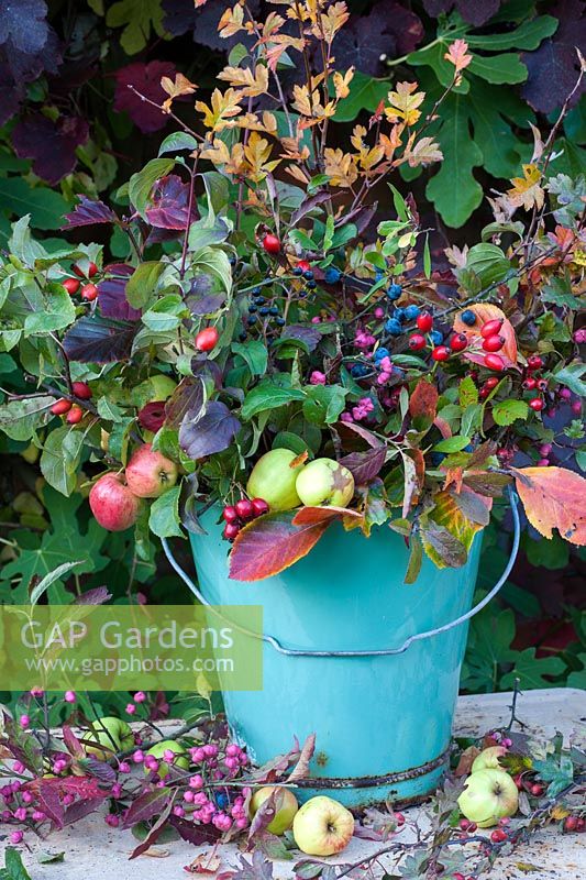 Autumn hedgerow plants displayed in bucket - sloes, rosehips, cornus, spindleberry, hawthorn