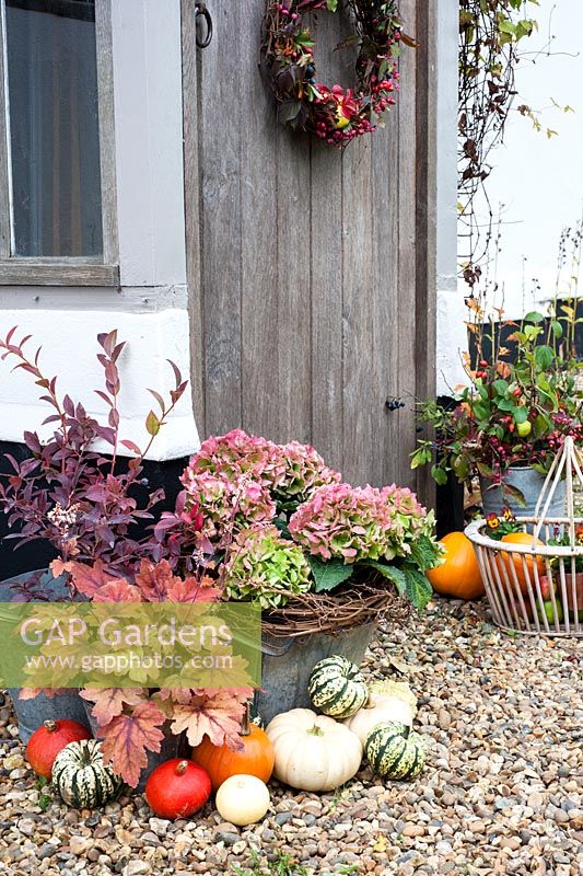 Rustic autumn decoration outside cottage door inc squashes, hydrangeas