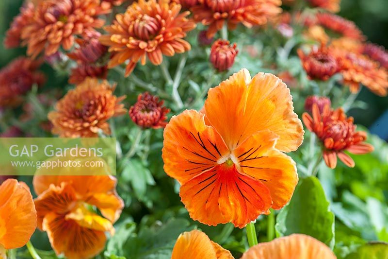 Orange Viola - 'Cats Whiskers Orange' with Chrysanthemum 'Poppins'