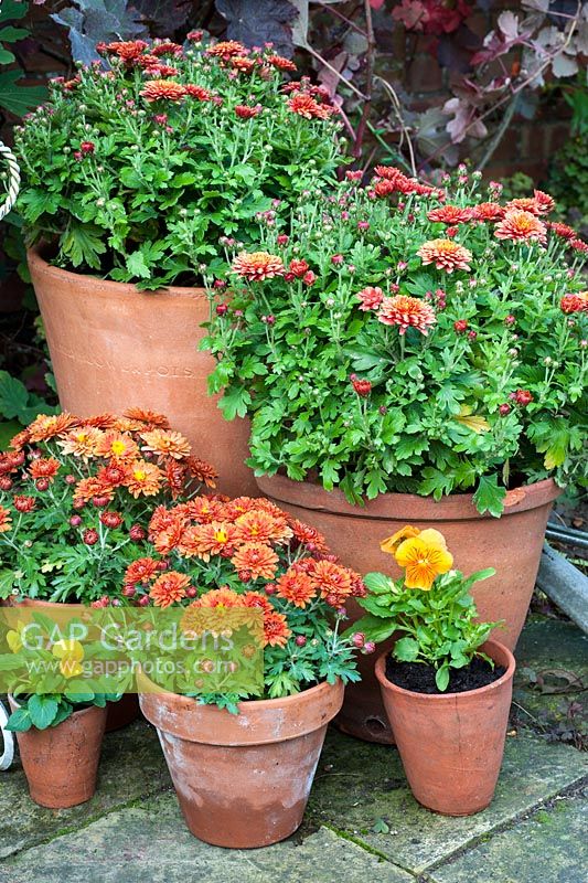 Autumn planted jardinere with containers of Viola 'Cats Whiskers Orange' and Chrysanthemum 'Poppins'
