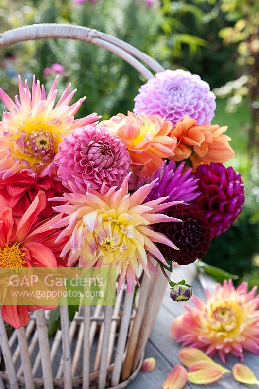 Mixed coloured dahlias in old basket