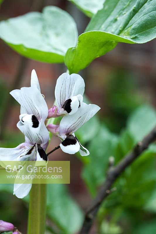 Vicia fabia 'Statissa' in flower - broad beans