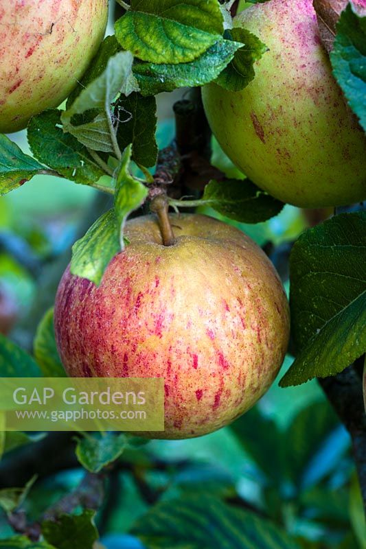 Malus domestica 'Autumn Russet' - heritage apple