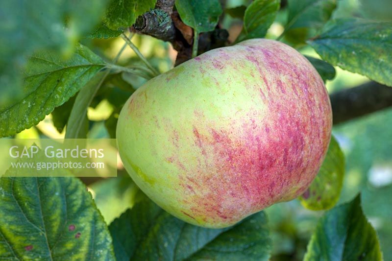 Malus domestica 'Peasgood Nonsuch' - heritage apple