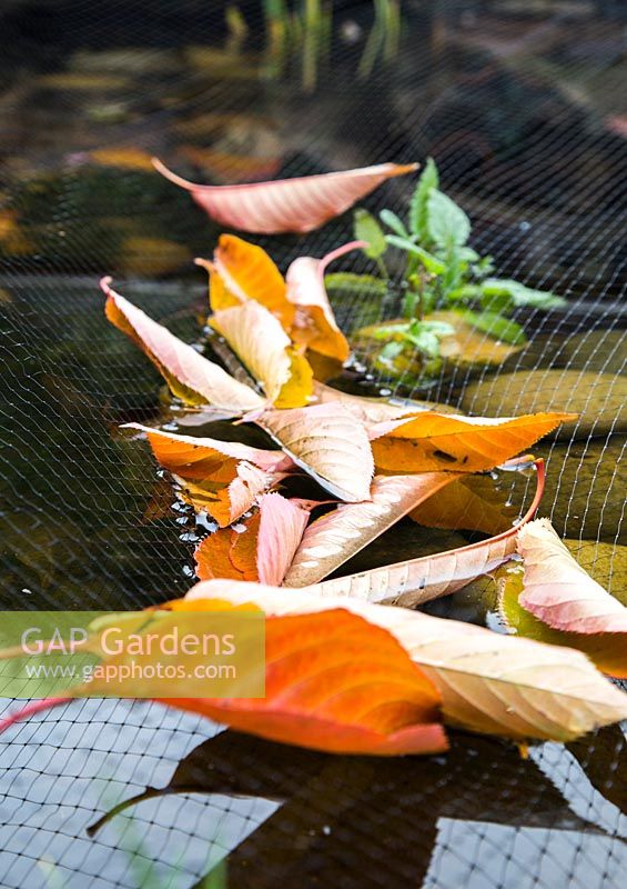 Pond netting capturing fallen autumnal leaves
