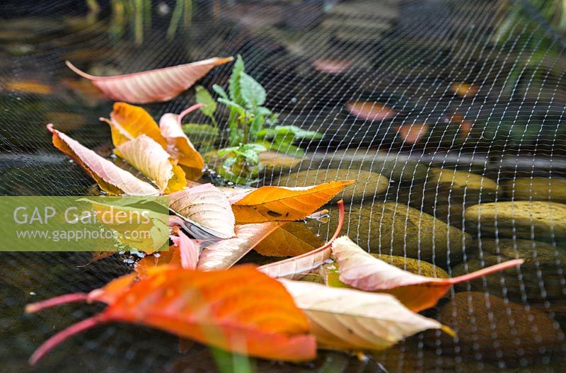 Pond netting capturing fallen autumnal leaves