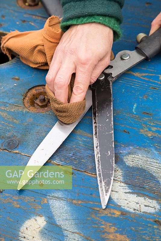 Applying oil to the shears blades for protection