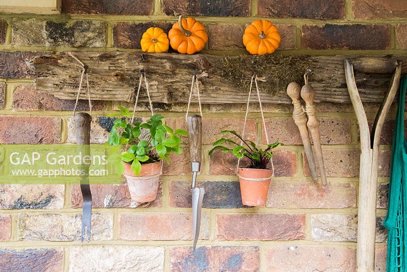 Rustic Tool Rack with plants in terracotta pots and renovated tools. 
