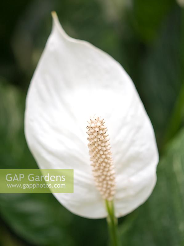 Spathiphyllum - white flower of the peace lily - flower of scotland