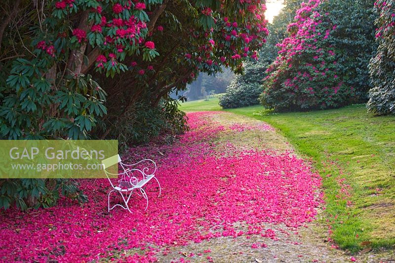 White bench beneath Rhododendron 'Russellianum'