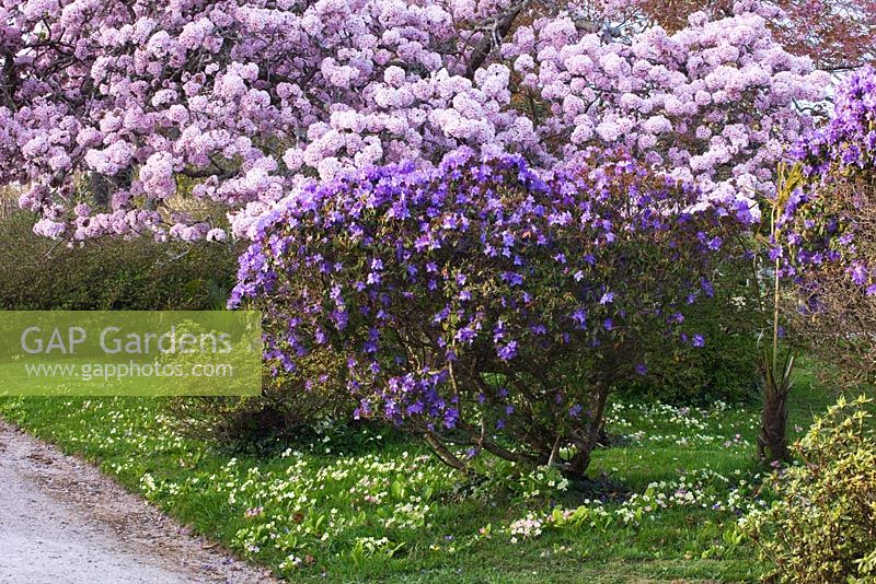 Rhododendron 'Blue Diamond' and Prunus 'Kanzan'