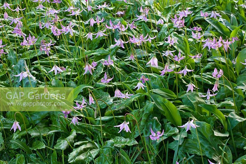 Erythroniums in the woodland