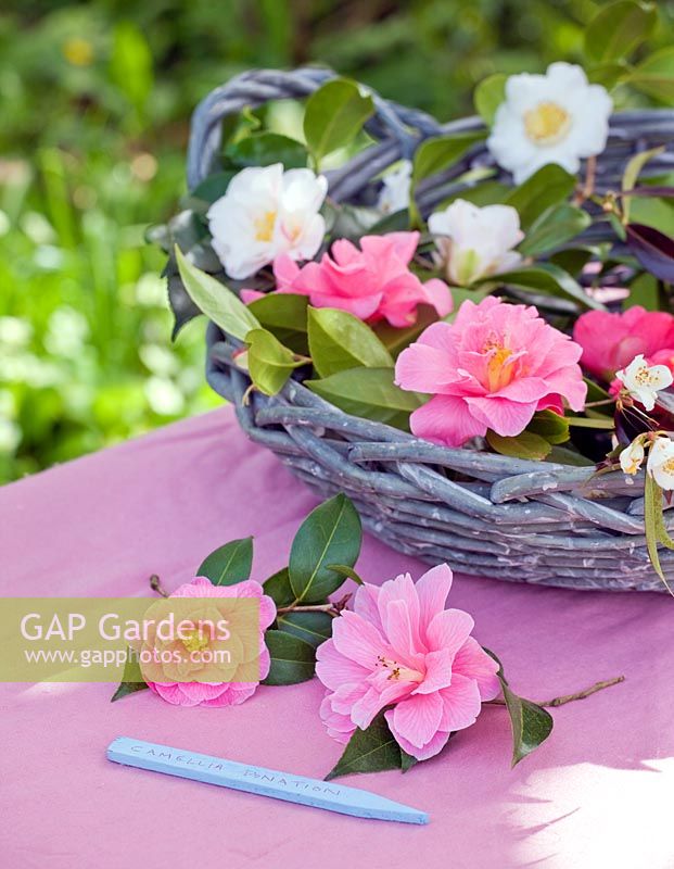 Basket filled with camellia flowers - Camellia 'Donation' and 'Henry Turnbull' 