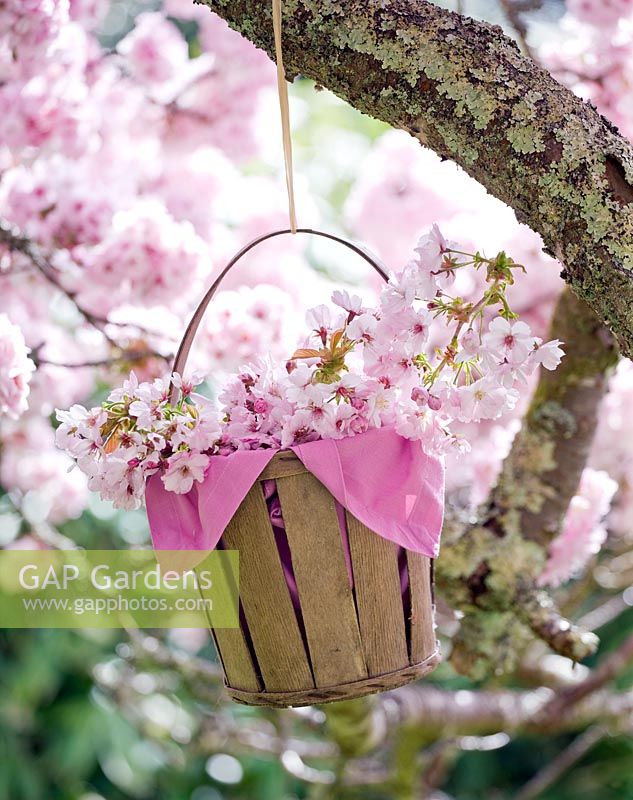 Basket hanging from tree filled with blossom of Prunus 'Kanzan' cut from the tree