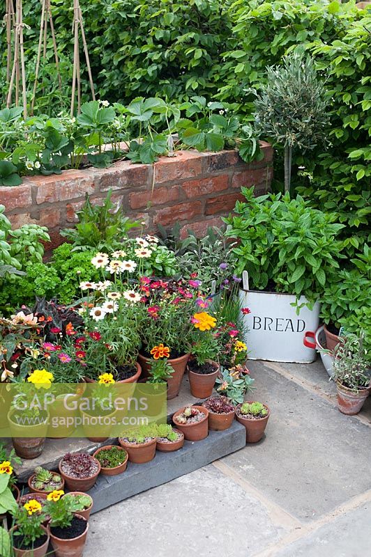 Container display on patio. 'Health for Life' Garden, a South Birmingham Programme for Health for Life in the Community