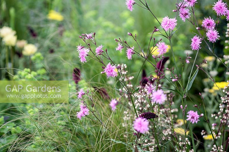 Knautia in mixed summer border 'Wrapped Up in Willow and Water' Garden, Designer Anja van der Zwart, BBC Gardener's World 2013