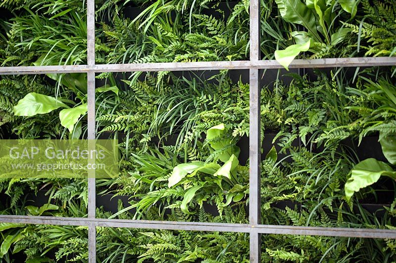 Vertical planting behind metal frame 'The Austerity Garden', BBC Gardener's World 2013