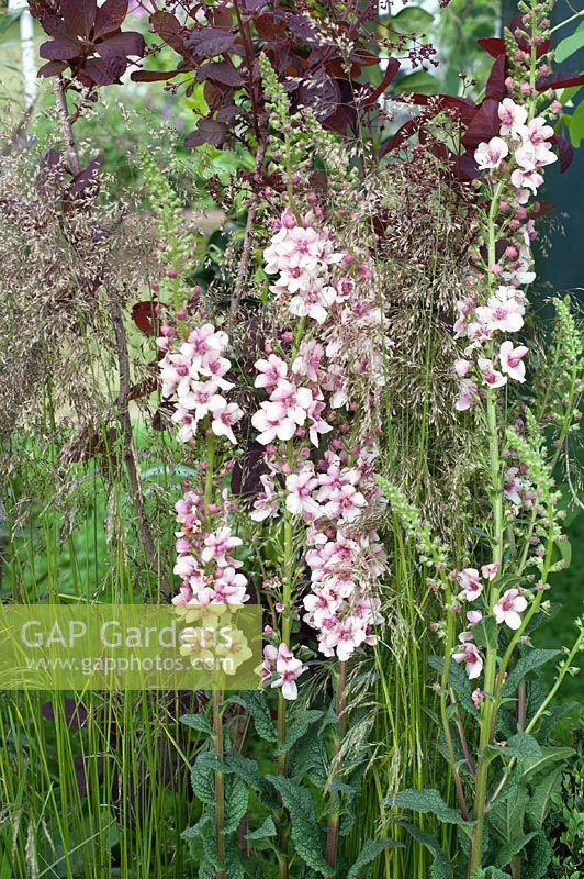 Verbascum in the 'Smoke and Mirrors' Garden, Inspiring Spaces BBC Gardener's world 2013
