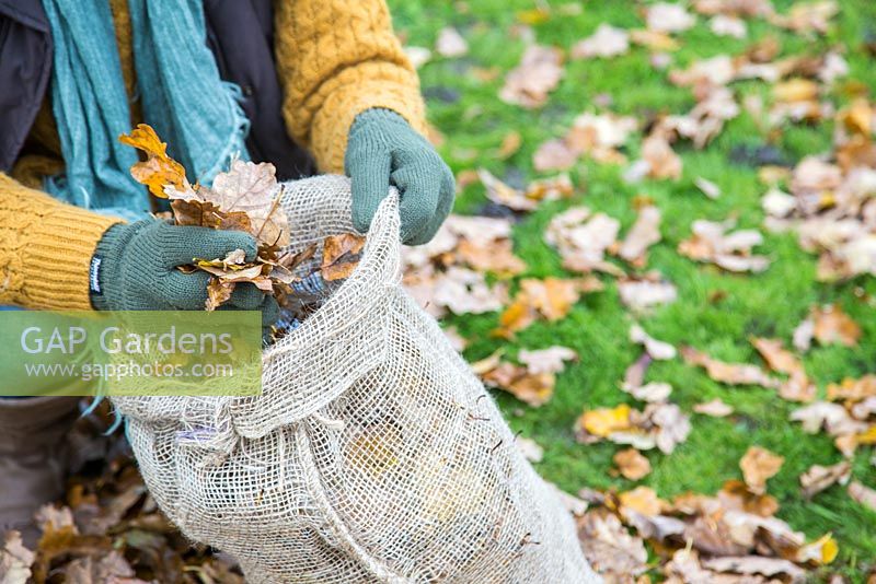 Woman filling hessian sack of fallen autumnal leaves