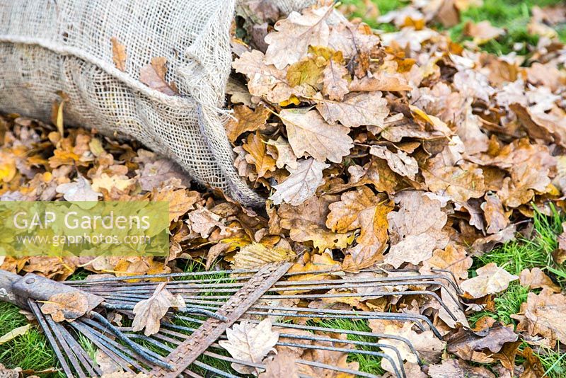 Hessian sack full of autumnal leaves besides a rake
