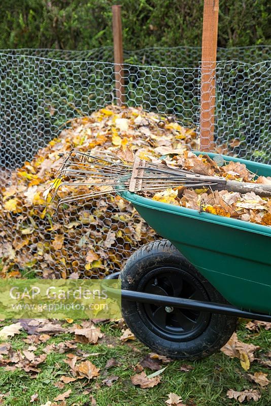 Rake and wheelbarrow full of autumnal leaves.