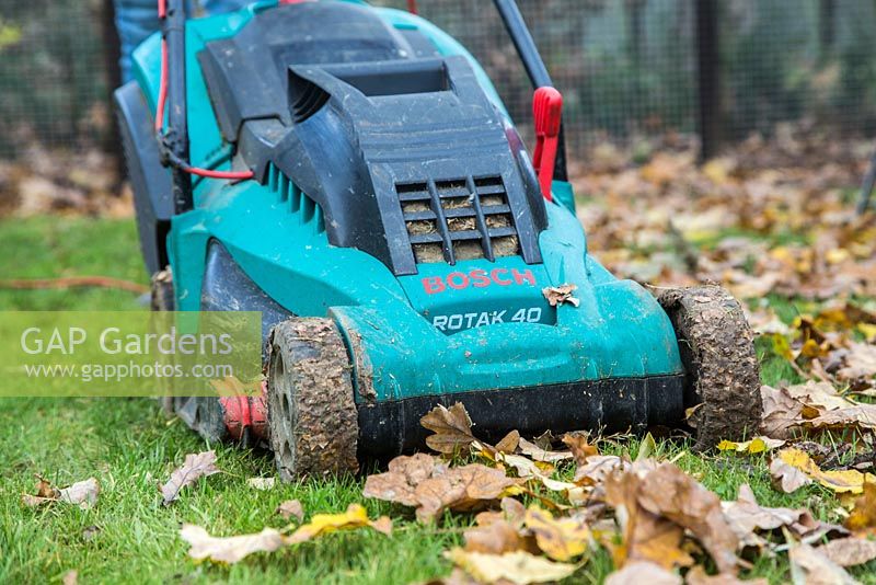 Woman using electric lawnmower to clear garden of fallen Autumnal leaves